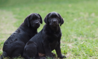 拉布拉多大概价格（拉布拉多犬的致命缺点）