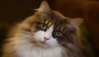 娜威森林猫是什么猫（挪威森林猫介绍）