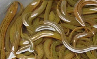 黄鳝和海马是鱼类吗（黄鳝是海鱼还是河鱼）