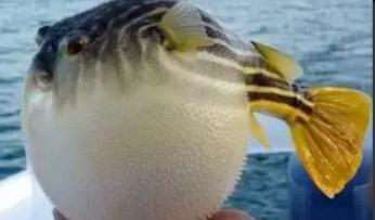 河豚和海马是鱼类吗（河马和海豚是什么关系）