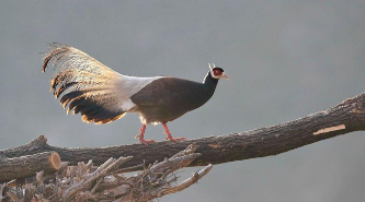 鸡是鸟类吗（褐马鸡是鸟类吗）