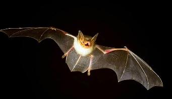 企鹅蝙蝠是鸟类吗（企鹅蝙蝠是鸟类吗图片）