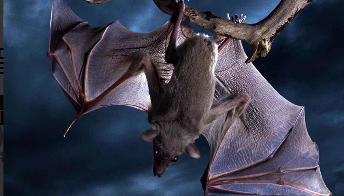 蝙蝠是鸟类吗大班 科学教案（蝙蝠属于鸟类吗,为什么）