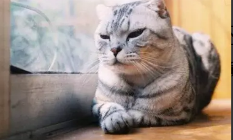 猫咪能听懂主人骂它吗（猫走丢了能自己回家吗）