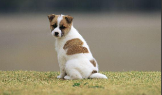 狗的寿命几年（狗的寿命几年一岁）