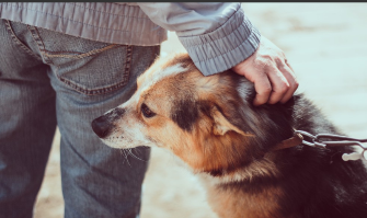 狗缘好的人阴德重（狗闻你的裆部是因为你的味道大么）