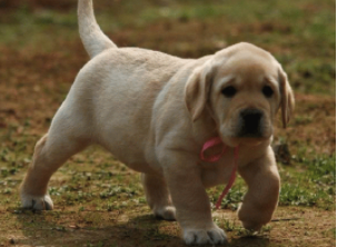 拉布拉多犬的价格 纯种 价格表（拉布拉多犬价格600元）