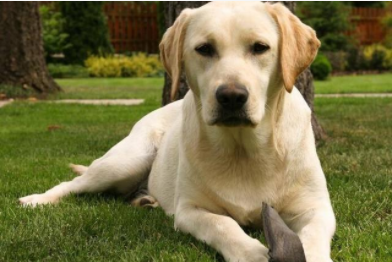 拉布拉多价格多少钱一只（拉布拉多价格多少钱一只大的）