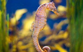 海马是鱼类吗?为什么?说说原因?4百个字（海马是鱼类的一种吗?）