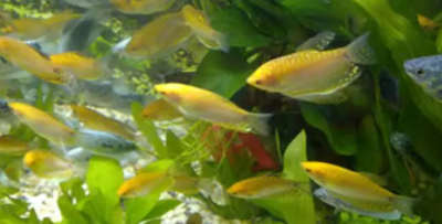 观赏鱼养殖技术有哪些（观赏鱼养殖技术介绍）