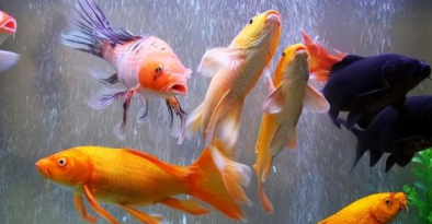 观赏鱼养殖专业院校（2021观赏鱼养殖前景怎么样）