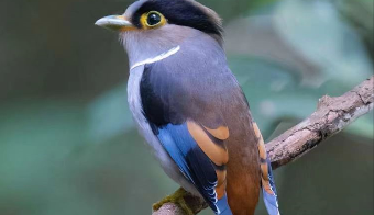 鸟类有哪些动物（脊椎动物鸟类有哪些动物）