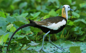 鸟类有哪些特征（鸟类有哪些特征显示了对飞翔的适应）