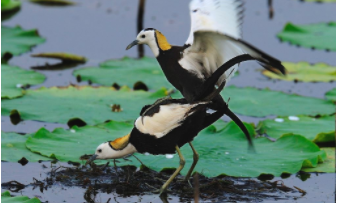 鸟类有哪些鸟（鸟类品种大全有哪些）
