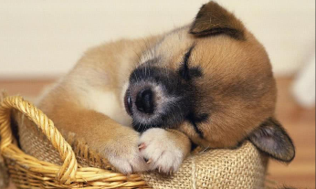 埋狗的十大忌讳（旺家狗的五大征兆）