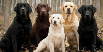 拉布拉多纯种怎么分辨（拉布拉多为什么容易死）