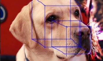 纯种拉布拉多价格（纯种拉布拉多价格黑色）