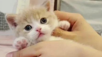 小猫的特点作文（小猫的特点作文150字）