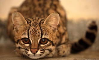 小猫的特点和生活特征（小猫的外形和特点）