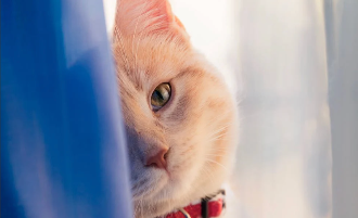 小猫的特点作文50字（小猫的特点是什么）