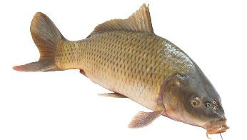 鱼类有哪些?（鱼类有哪些种类）