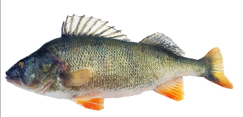 鱼类有哪些名字（鱼类有哪些名字和图片）