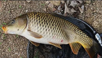 鱼类有哪些鱼（鱼类有哪些鱼类）