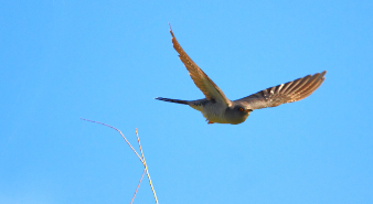 鸟类有哪些形态特征适应飞行生活（鸟类有哪些形态特征适应飞行生活的）