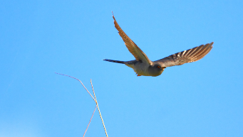 鸟类有哪些特征适于飞行（鸟类有许多适合飞行的特点比如什么）