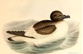 南极鸟类图片（南极特有的鸟类是什么?）