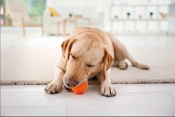 拉布拉多怎么训练才听话的（拉布拉多犬的优缺点及性格）