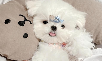 马尔济斯犬一般多少钱一只（马尔济斯犬市场价）