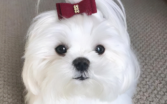 马尔济斯犬和比熊的区别（马尔济斯犬和比熊犬的区别）