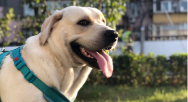 白色拉布拉多价格（纯白色拉布拉多多少钱）