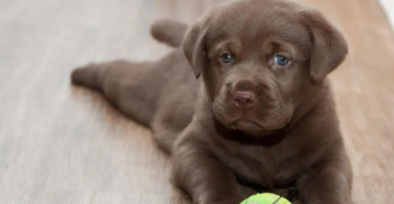 拉布拉多价格多少钱一只大型犬（拉布拉多的价格是多少）