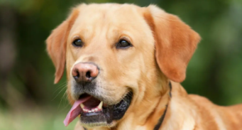 拉布拉多犬价格多少（拉布拉多犬大概价格）