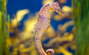 海马是鱼类吗?（海马是鱼类吗）