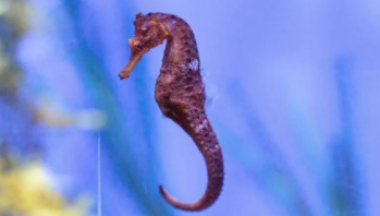 海马是鱼类吗（海马是鱼类吗是哺乳动物吗）