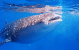 鲸鱼是鱼类吗（鲸鱼是鱼类吗为什么用科学课本上的内容来回答）