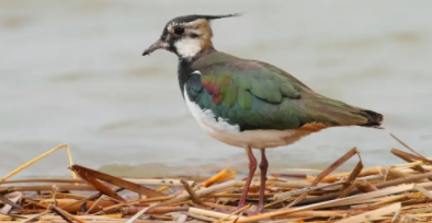 鸟类有哪些常见的（鸟类有哪一些）