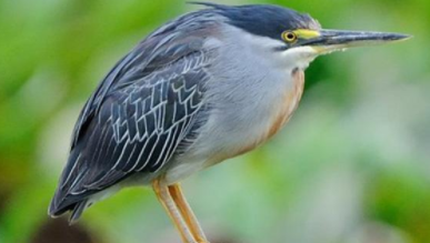 鸟类有哪些科（鸟类有哪些科目类别）