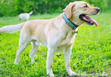 拉布拉多犬的智商排名（十大聪明犬排名）