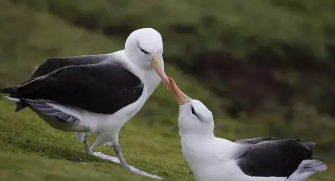 南极鸟类有哪些种类（南极特有的鸟类是什么?）