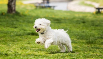 不纯的马尔济斯长啥样（马尔济斯纯种）