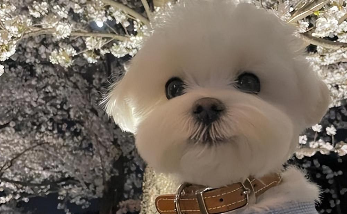 顶级马尔济斯品相（马尔济斯挑选）