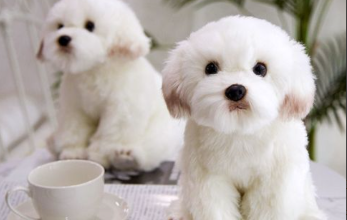 马尔济斯小时候（马尔济斯小时候毛是卷的是什么原因）