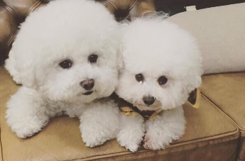 马尔济斯比熊串串图片（马尔济斯比熊串串能卖多少钱）