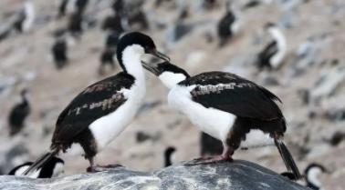 南极鸟类长什么样（南极鸟类的图片）
