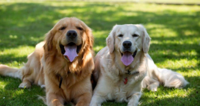 拉布拉多金毛哪个好（拉布拉多金毛哪个好养）