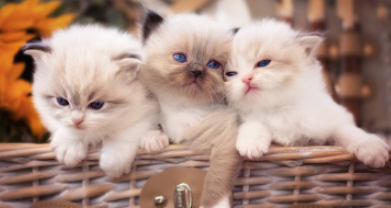 小猫的特点（小猫的特点和外貌描写）